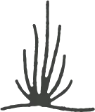 This image shows a minimalistic illustration of tall, thin grass-like plants growing from the ground.