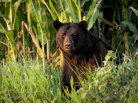 A black bear stands in a field of green grass and corn plants, looking directly at the camera.