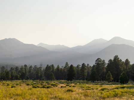 A serene landscape with rolling hills and a dense forest against a backdrop of hazy mountains under a soft, misty sky.