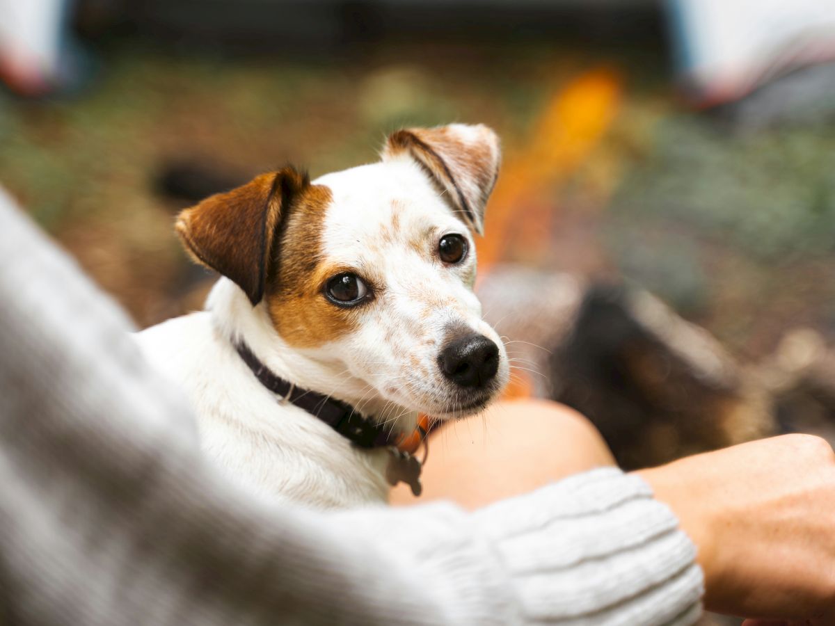 A small dog sits on a person's lap, wearing a sweater, near a campfire with a tent blurred in the background.